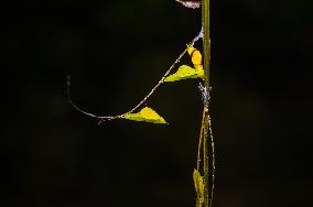 Eurema Hecabe - Common Grass Yellow Butterfly - Animal India