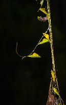 Eurema Hecabe - Common Grass Yellow Butterfly - Animal India