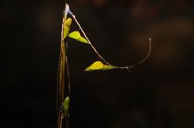 Eurema Hecabe - Common Grass Yellow Butterfly - Animal India