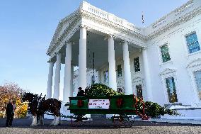 Jill Biden receives the Christmas Tree - Washington