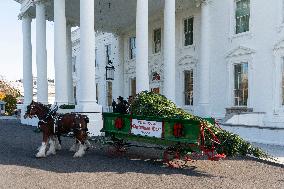 Jill Biden Receives The White House Christmas Tree - Washington