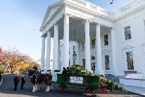 Jill Biden Receives The White House Christmas Tree - Washington