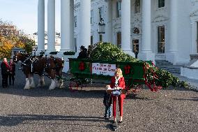 Jill Biden Receives The White House Christmas Tree - Washington