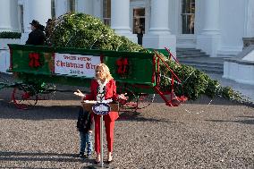 Jill Biden Receives The White House Christmas Tree - Washington