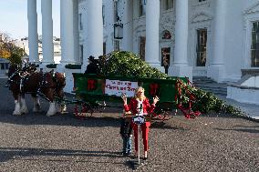 Jill Biden Receives The White House Christmas Tree - Washington