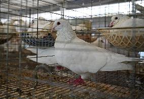 Meat Pigeon Breeding Base