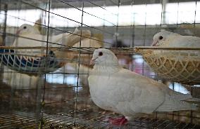 Meat Pigeon Breeding Base