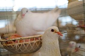 Meat Pigeon Breeding Base