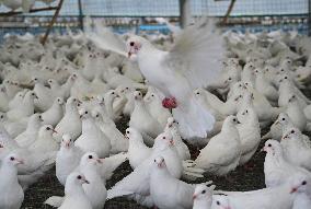 Meat Pigeon Breeding Base