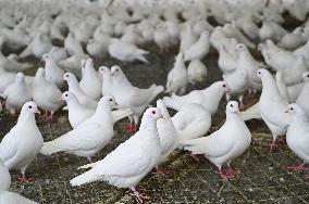 Meat Pigeon Breeding Base