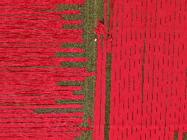 Drying Red Fabric - Bangladesh