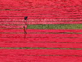 Drying Red Fabric - Bangladesh