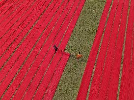 Drying Red Fabric - Bangladesh