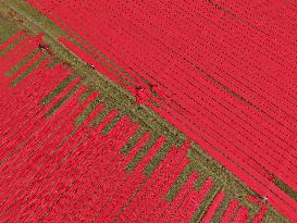 Drying Red Fabric - Bangladesh