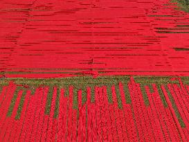 Drying Red Fabric - Bangladesh