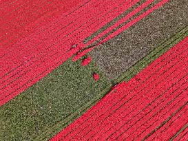 Drying Red Fabric - Bangladesh