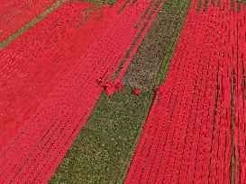 Drying Red Fabric - Bangladesh