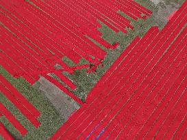 Drying Red Fabric - Bangladesh