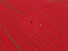 Drying Red Fabric - Bangladesh