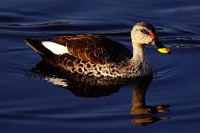 Indian Spot-Billed Duck - Ajmer