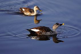 Indian Spot-Billed Duck - Ajmer