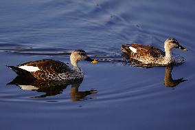 Indian Spot-Billed Duck - Ajmer