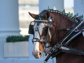 Presidential Grandson Beau Biden Joins The First Lady At The Arrival Of The White House Christmas Tree.