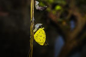 Eurema Hecabe - Common Grass Yellow Butterfly - Animal India