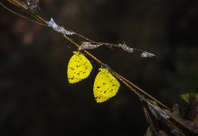 Eurema Hecabe - Common Grass Yellow Butterfly - Animal India