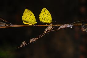 Eurema Hecabe - Common Grass Yellow Butterfly - Animal India