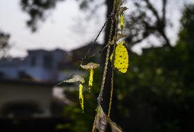 Eurema Hecabe - Common Grass Yellow Butterfly - Animal India