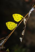 Eurema Hecabe - Common Grass Yellow Butterfly - Animal India