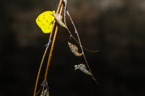 Eurema Hecabe - Common Grass Yellow Butterfly - Animal India