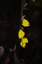 Eurema Hecabe - Common Grass Yellow Butterfly - Animal India