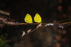 Eurema Hecabe - Common Grass Yellow Butterfly - Animal India