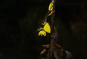 Eurema Hecabe - Common Grass Yellow Butterfly - Animal India