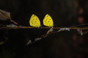 Eurema Hecabe - Common Grass Yellow Butterfly - Animal India