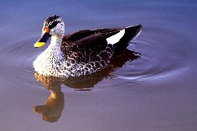 Indian Spot-Billed Duck - Ajmer