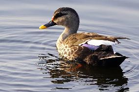 Indian Spot-Billed Duck - Ajmer