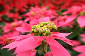 Sale Of Poinsettia Begins In Xochimilco, Mexico City