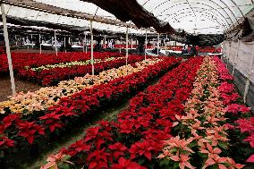 Sale Of Poinsettia Begins In Xochimilco, Mexico City