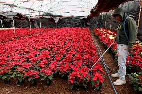 Sale Of Poinsettia Begins In Xochimilco, Mexico City