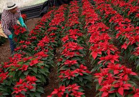 Sale Of Poinsettia Begins In Xochimilco, Mexico City