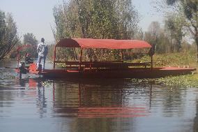 Sale Of Poinsettia Begins In Xochimilco, Mexico City