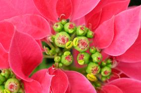 Sale Of Poinsettia Begins In Xochimilco, Mexico City