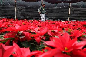 Sale Of Poinsettia Begins In Xochimilco, Mexico City