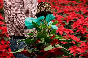 Sale Of Poinsettia Begins In Xochimilco, Mexico City