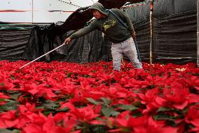 Sale Of Poinsettia Begins In Xochimilco, Mexico City