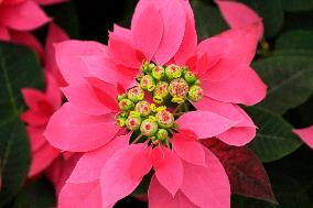 Sale Of Poinsettia Begins In Xochimilco, Mexico City