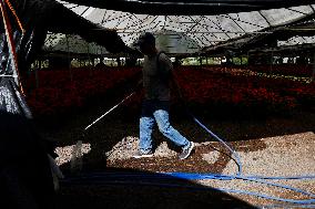 Sale Of Poinsettia Begins In Xochimilco, Mexico City